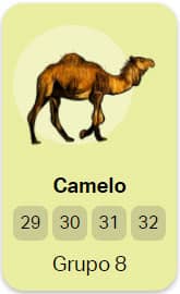Camelo - Grupo 8 do Jogo do Bicho